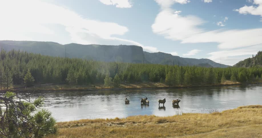 Animals standing in a lake near a forest