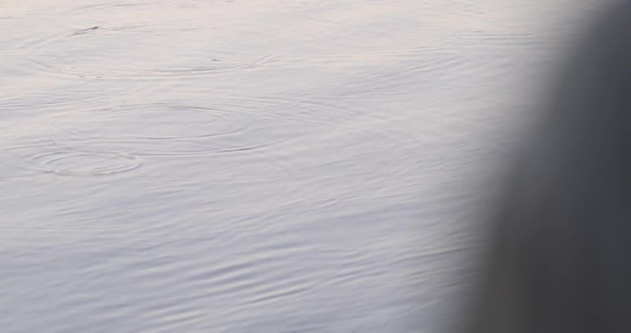 Fish jumping out of the water