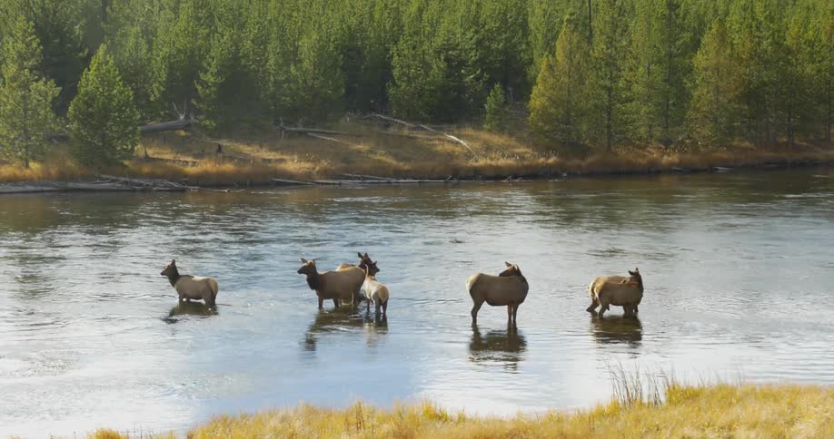 A moose herd stand in a river