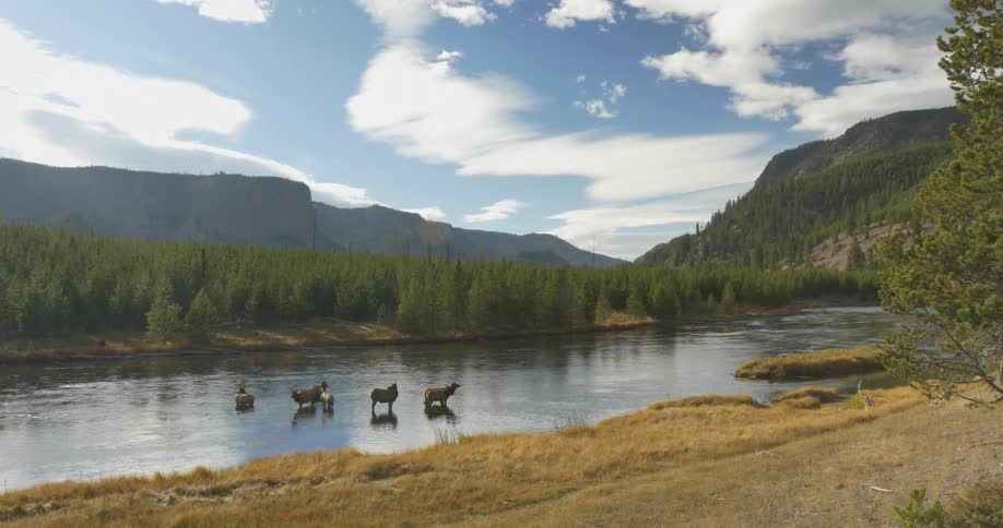 Some animals standing in a lake by the woods