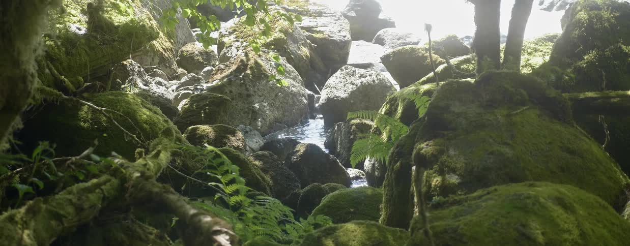 Water flows gently down a forest stream