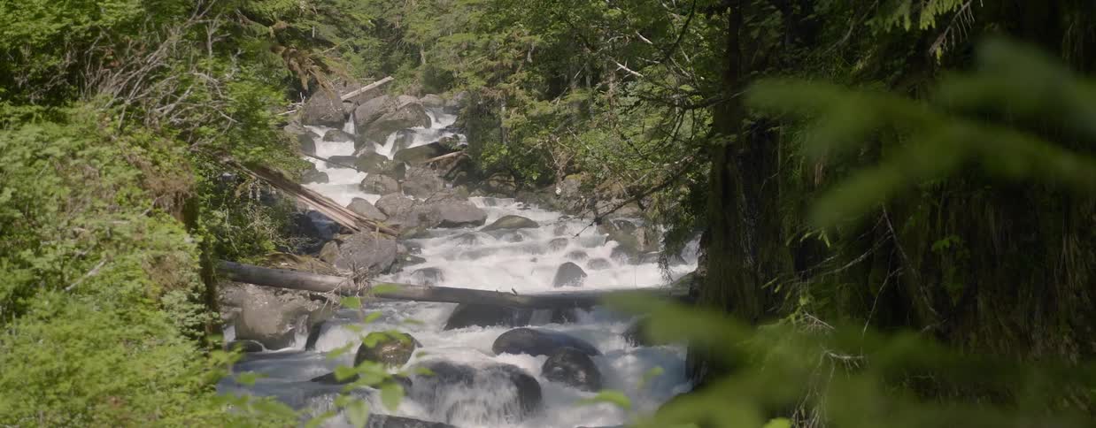 Water rushing down a rocky river in forest on sunny day