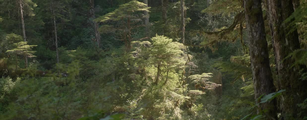 Trees grow in a forest