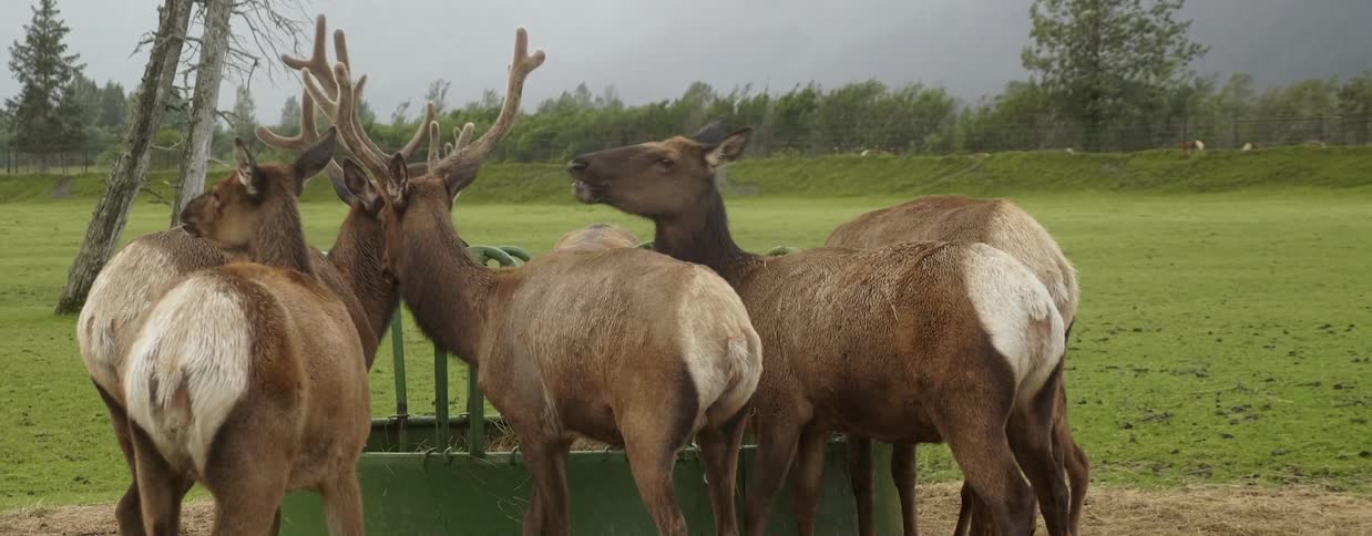 The reindeer are all eating together on the field