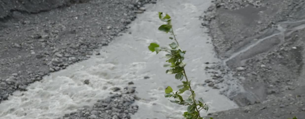 Wind blows through a tree branch with a stream flowing in the background