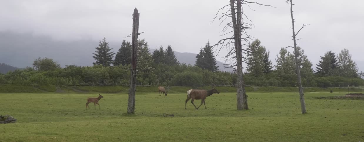 Baby deer runs after its mother in a field
