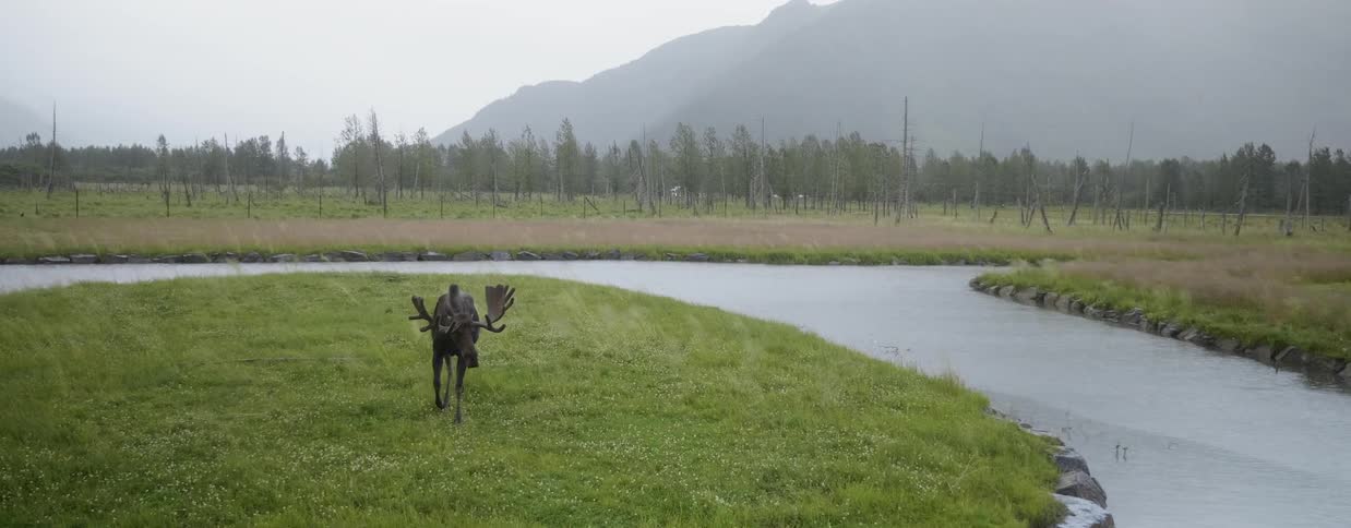 A moose walks on grass near a stream and then grazes