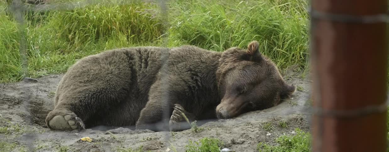 Large bear snoozes in the dirt