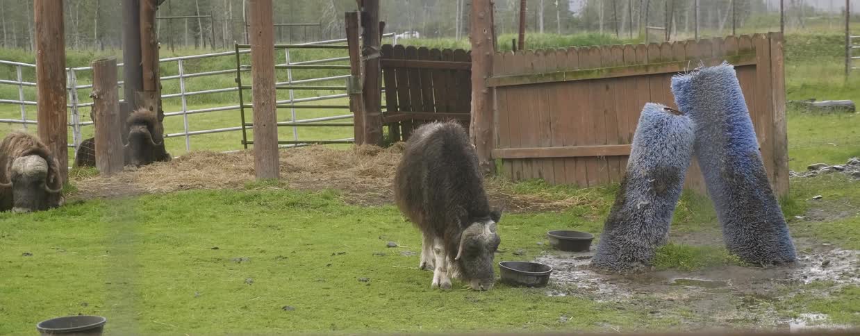 A farm animal grazes on grass in a fenced area