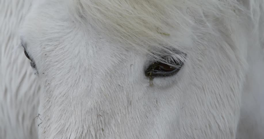 Wind blows through a white horse's mane