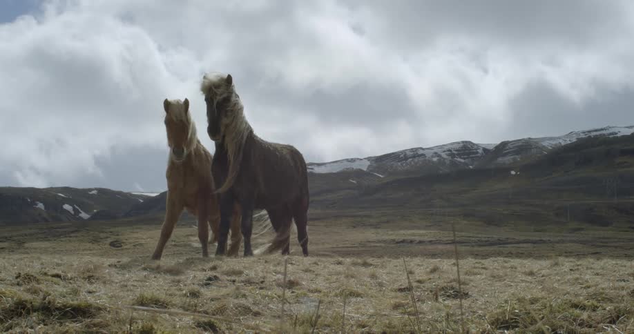 Wind blows through powerful horse's manes on a cloudy day