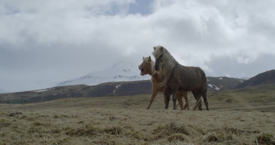 Wind blows the manes and tails of shetland ponies