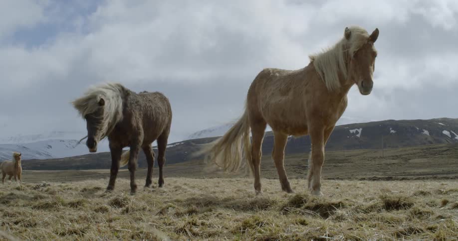 Horses graze shake heads and run away in a field
