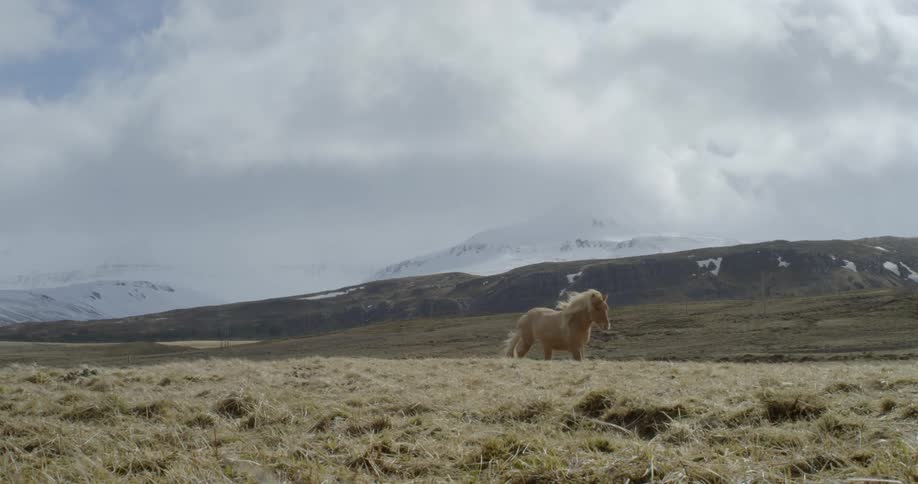 A horse trots in a rural field