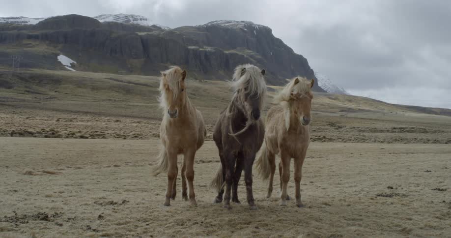 Wind blows through three horses manes in a rural field with mountains