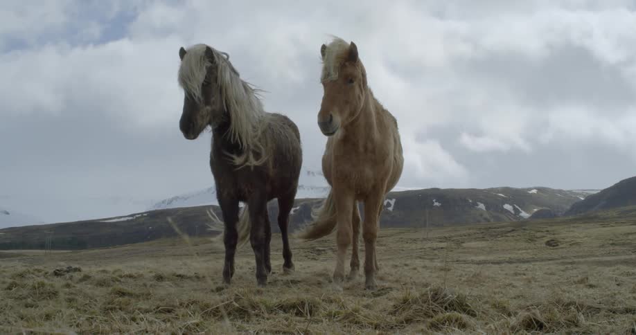 Wind blows through horse's manes on a cloudy day