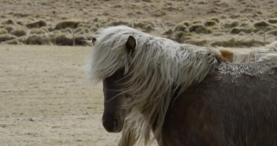 Wind blows through majestic long haired horse manes in a rural field
