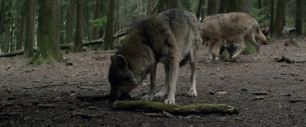 A wolf eats something from the forest ground