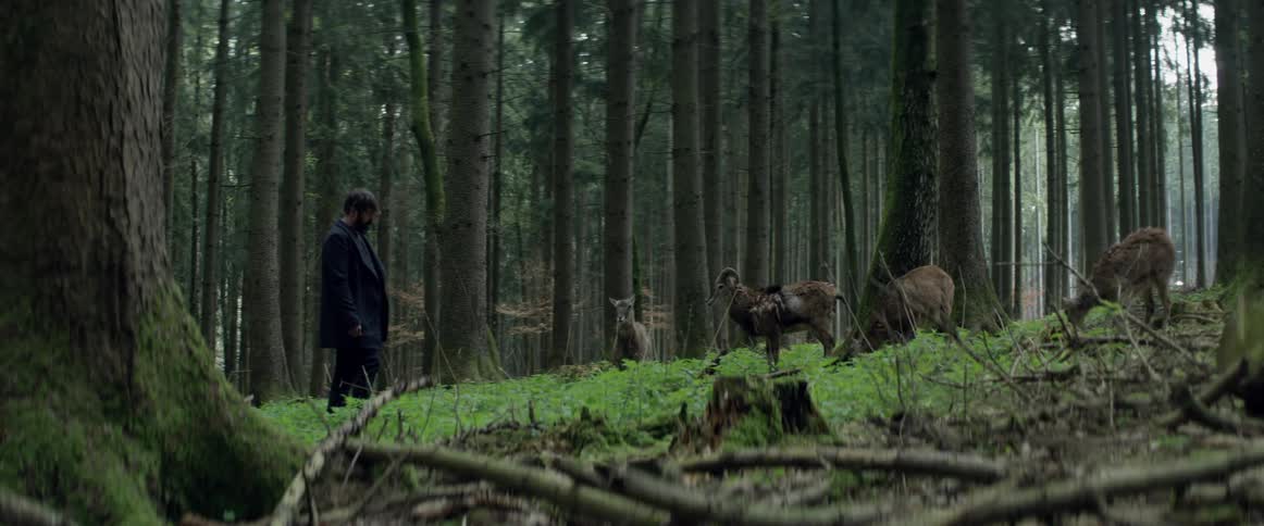 A man approaches deer in a forest
