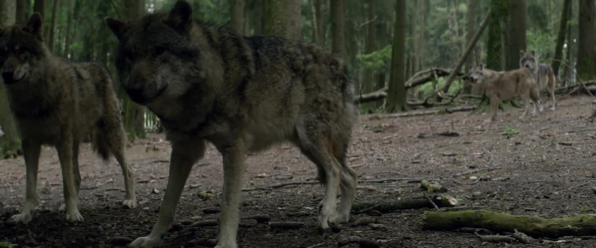 Wolves stand in a forest