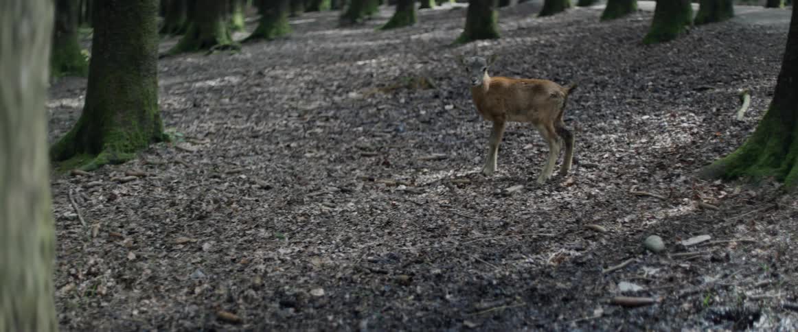 Baby deer standing alone in a shady forest