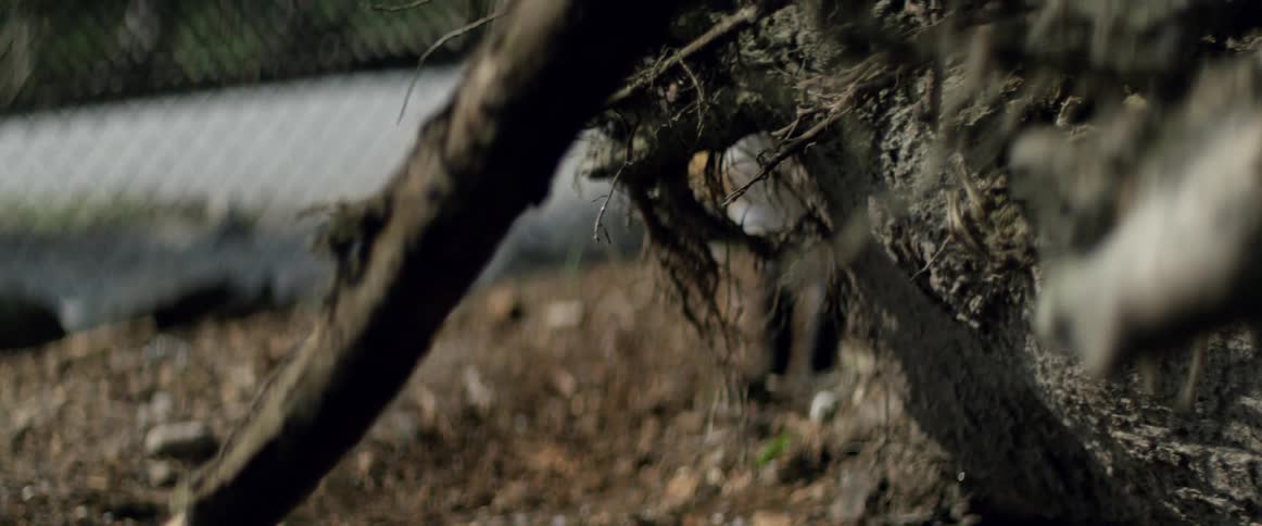A fox walks behind a fallen tree near a fence