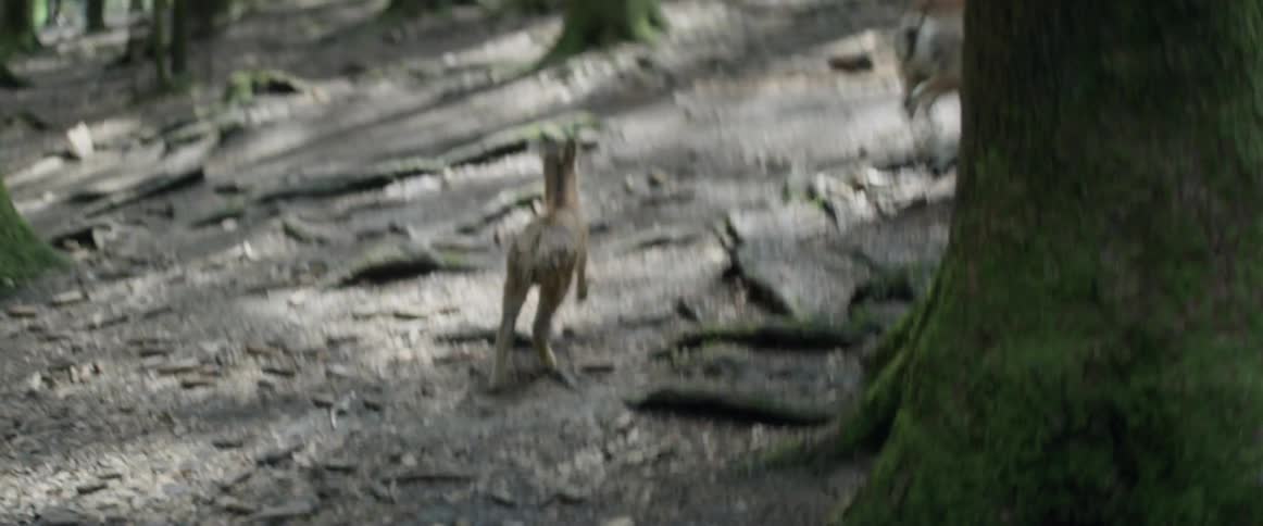 A fawn is running after its mother through the forest
