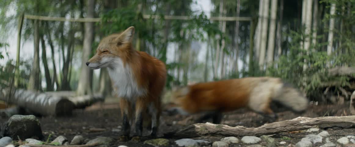 Two foxes are in a forest