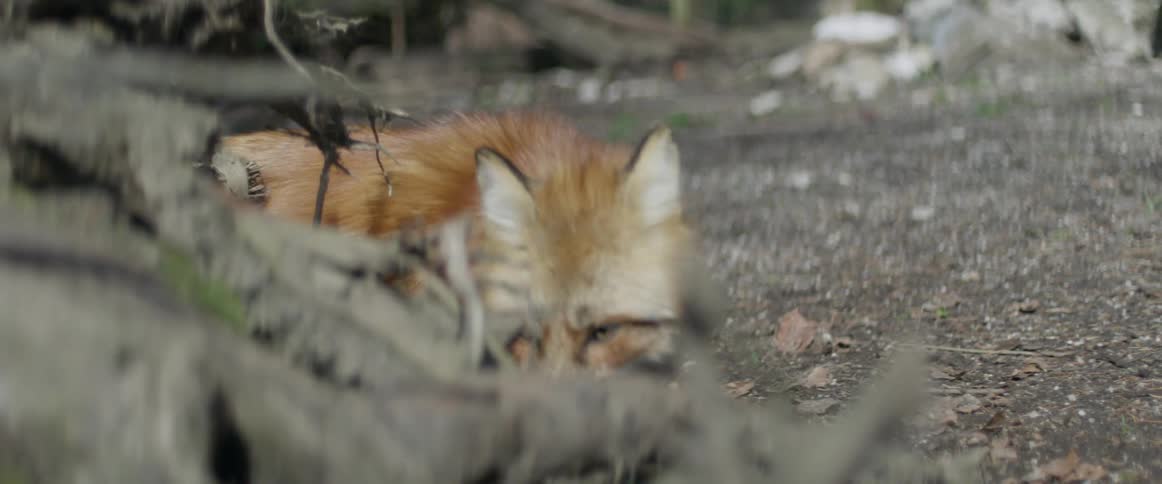 A fox is looking for food in a down tree