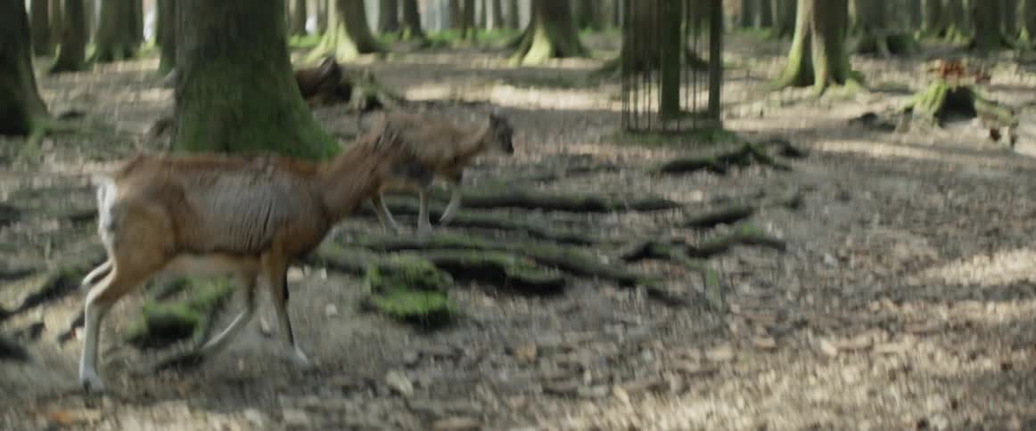 Deer running through forest
