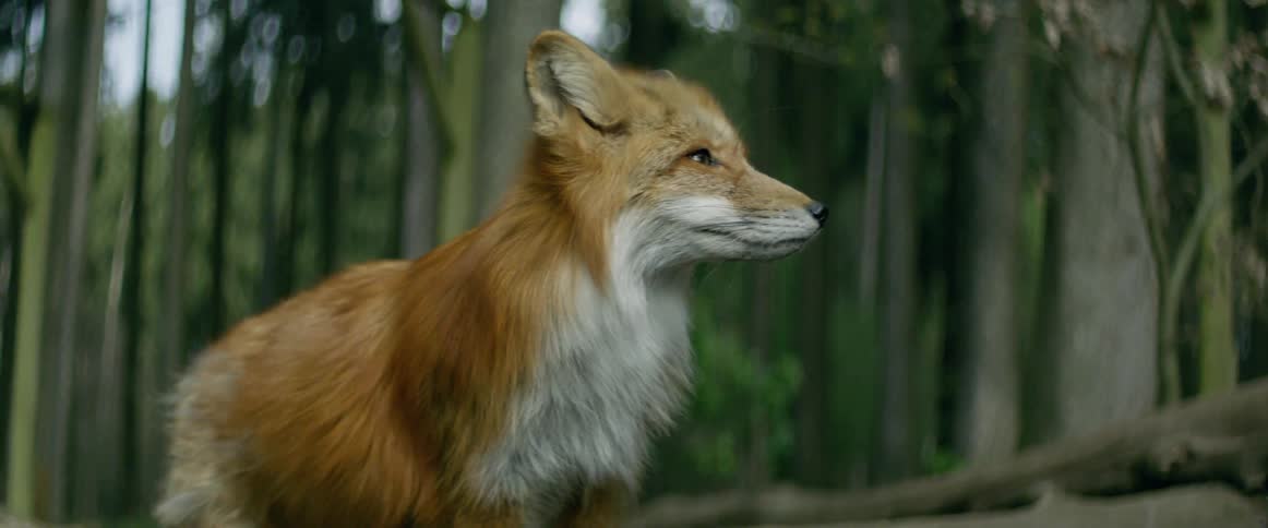 Brown fox standing and looking around in forest during the day