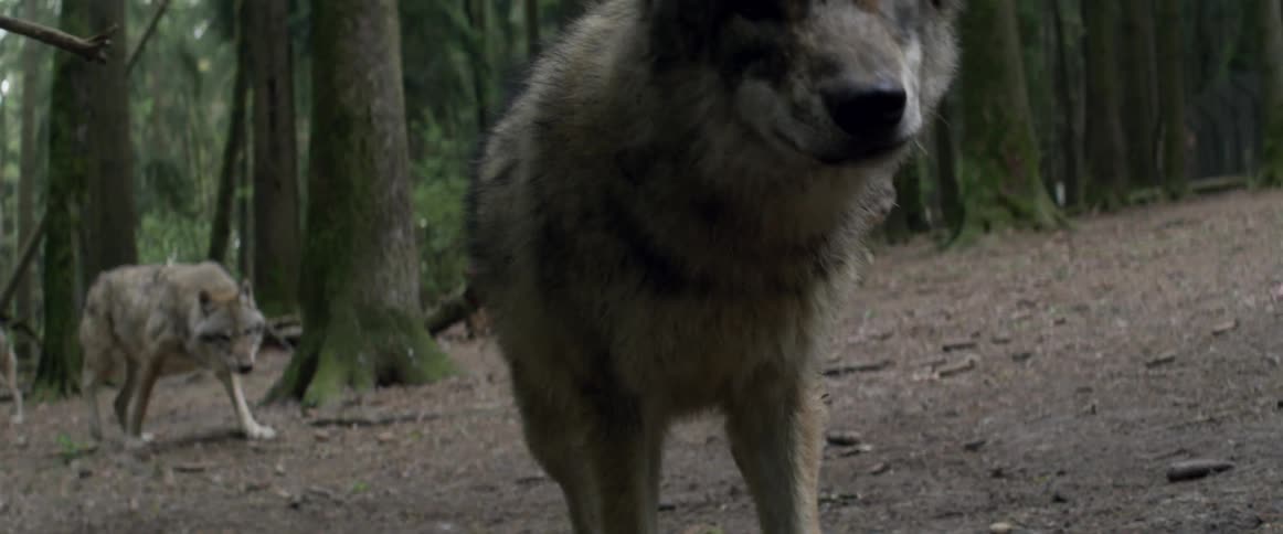 A pack of wolves is roaming the woods