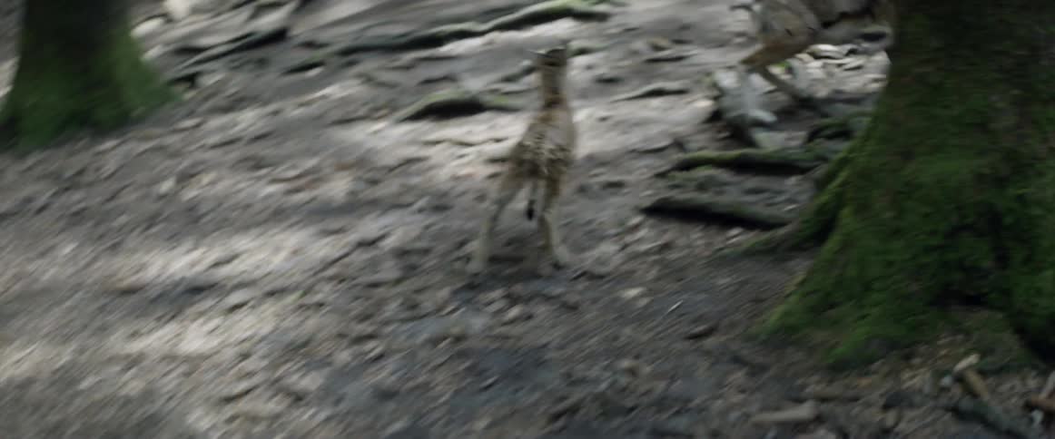 Deer run in a forest