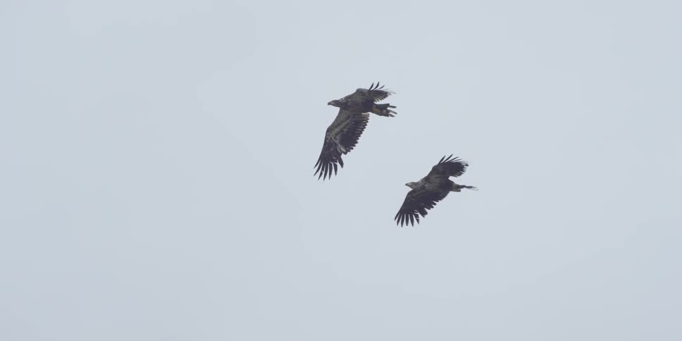 Eagles flying together in a cloudy sky