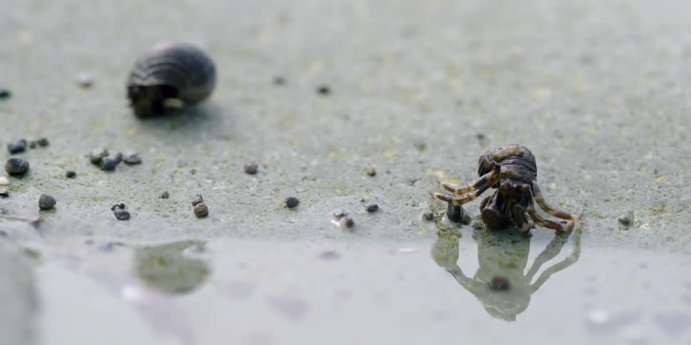 A hermit crab crawls toward the water