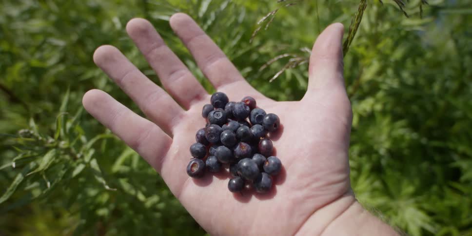 Someone is holding a handful of blueberries