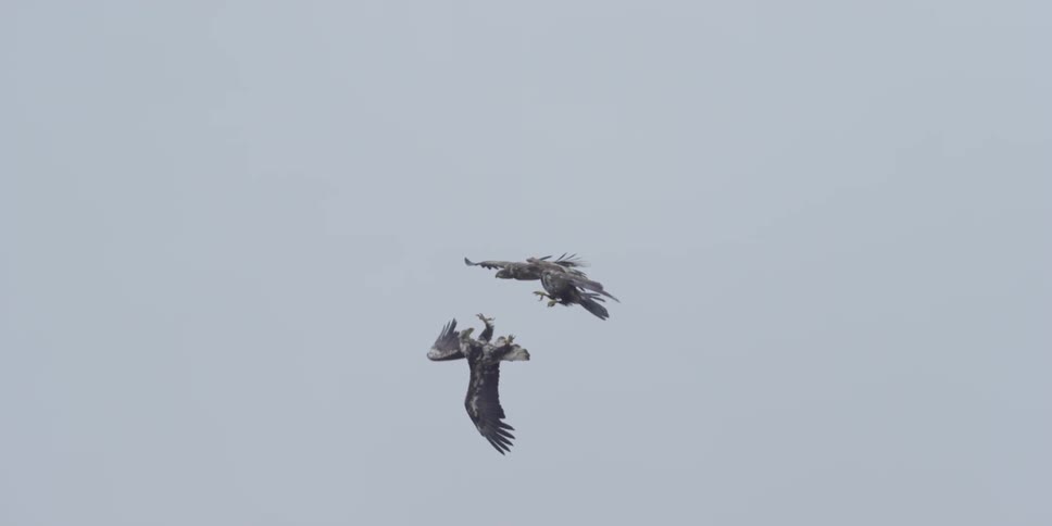 Eagles flying and fighting against a cloudy sky