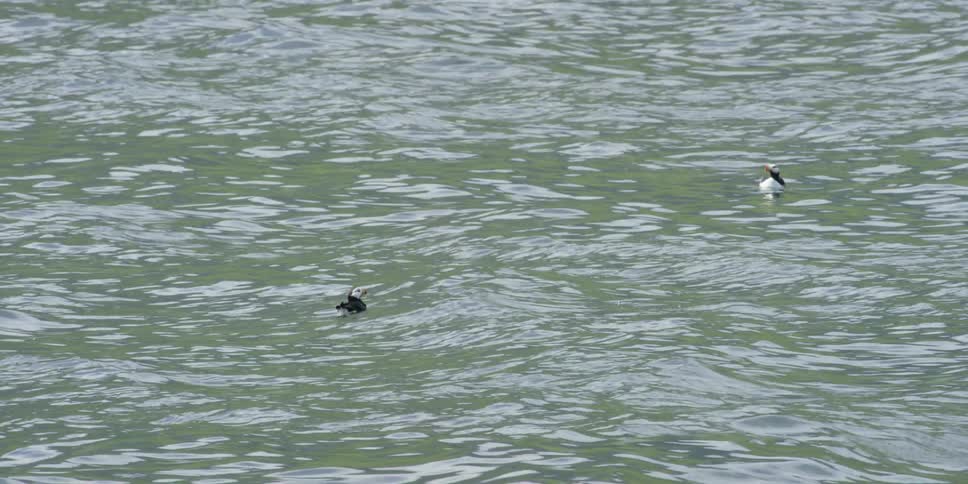 Two birds are floating on the ocean during the day