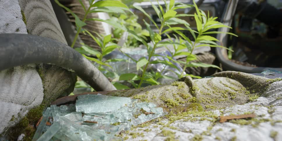 Close up of weeds growing between large rocks