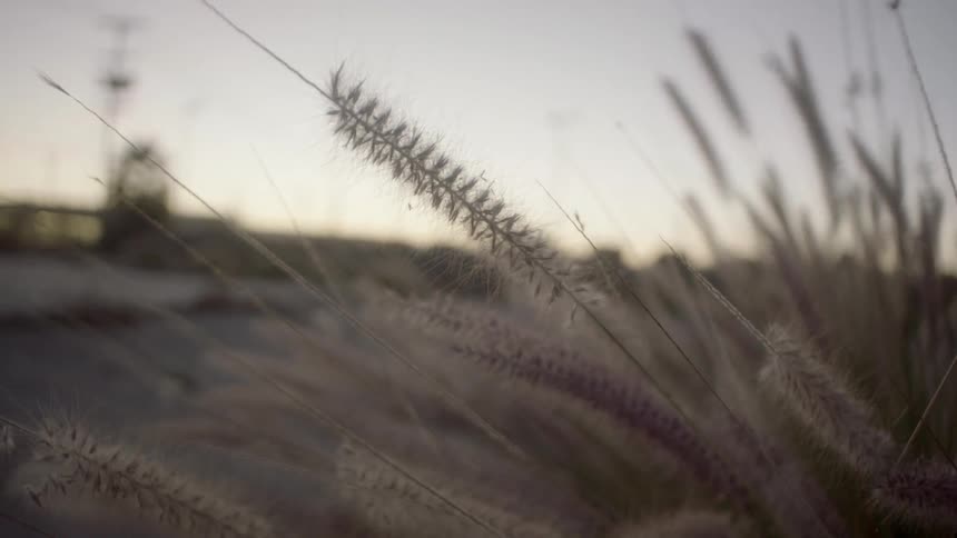 Fuzzy plants sway in a breeze