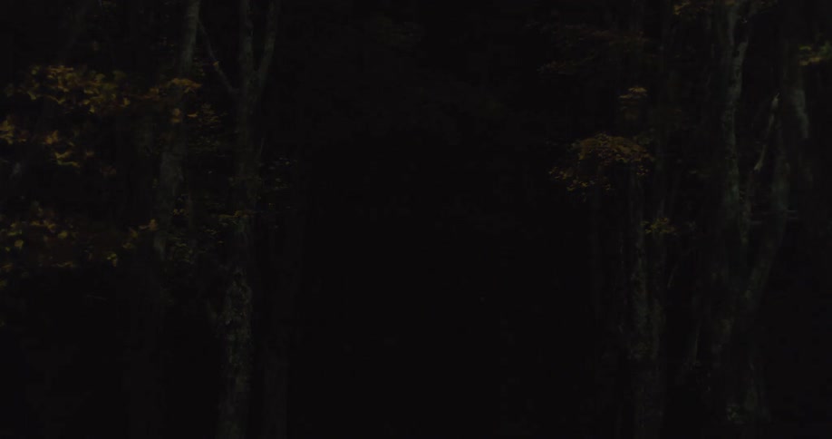 Light shimmers on trees at night time