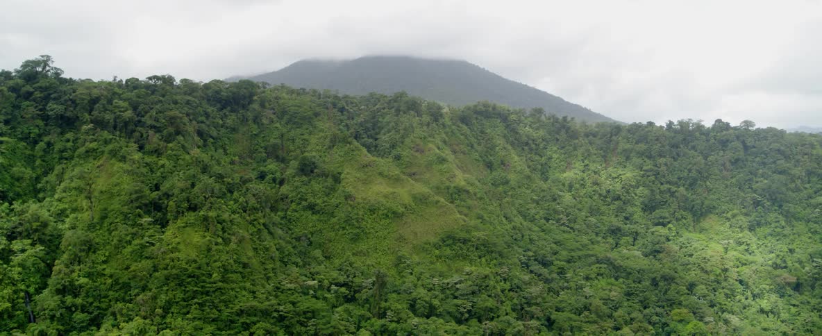 A forested mountain on a foggy day