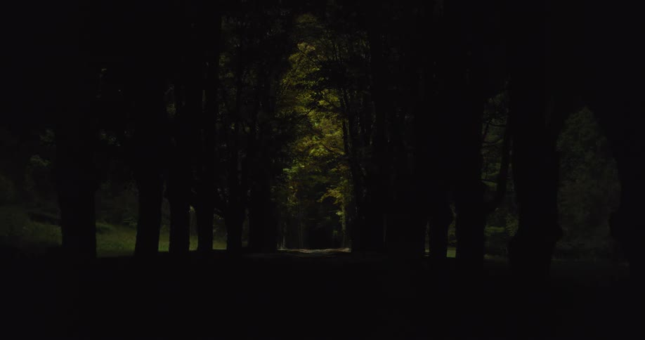 Light and shadow pass over trees blowing in the wind