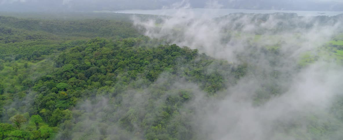 Mist floats over forest trees