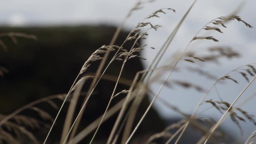 The wind is blowing the tall grass on a cloudy day