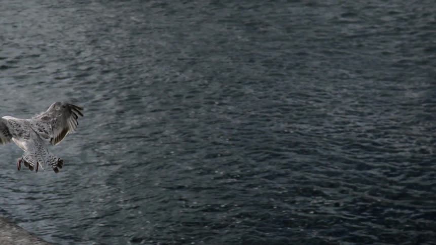 A bird lands on the edge of the water