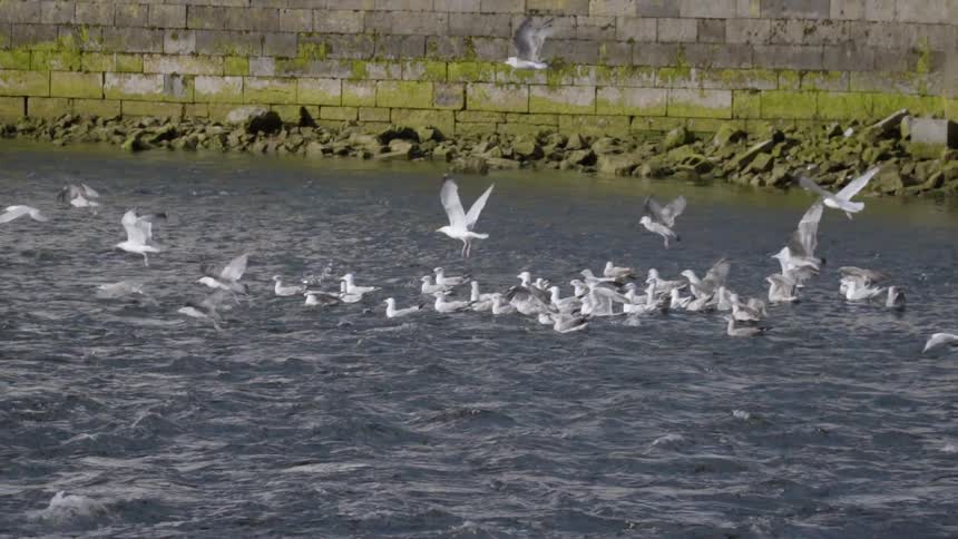 Seagulls fly and float near a seawall during the day