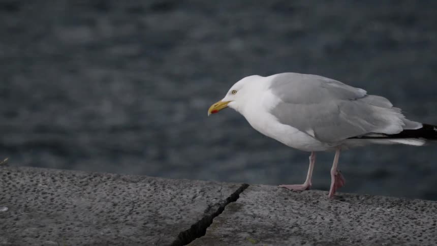 A seagull is walking on a wall near the ocean during the day