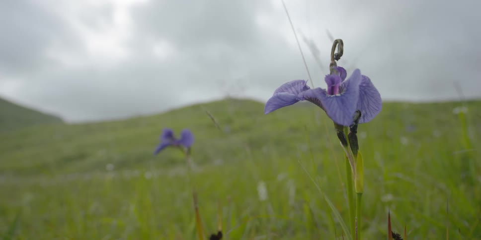 Purple flower waving in the wind in a field on a cloudy day