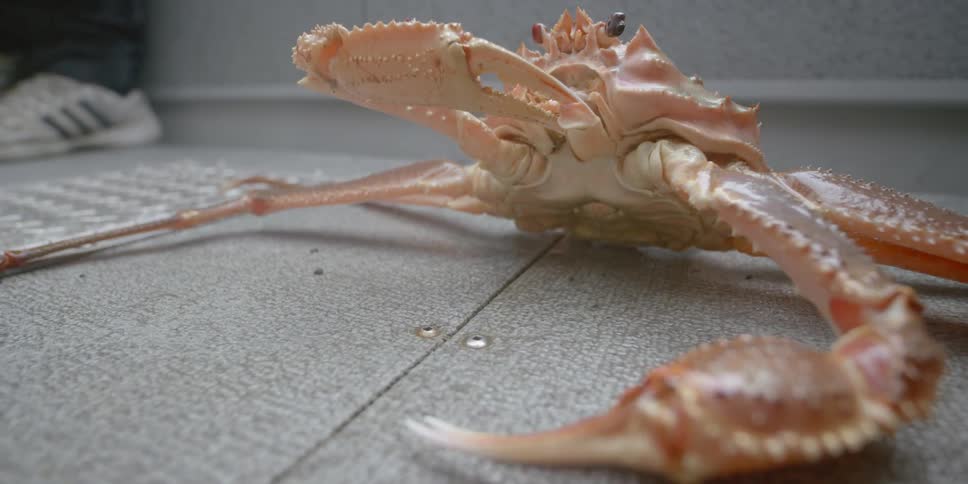 Close up of a crab on the deck of a boat